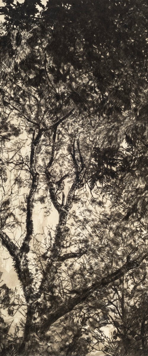 Autumn Light by Fiona Hamilton