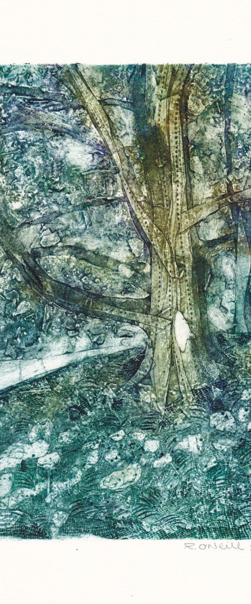 Dappled light by Rory O’Neill