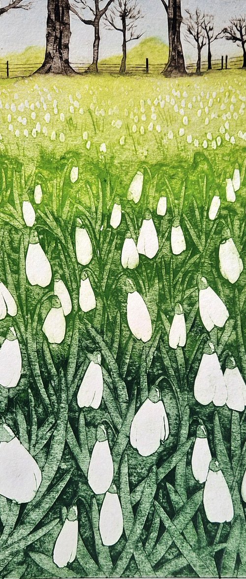 First Sign of Spring - Snowdrops by Jo Biggadike