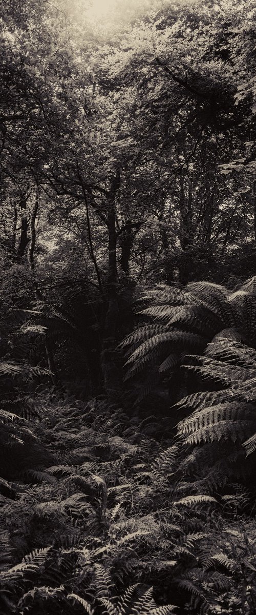 Sanctuary by Jo Kemp