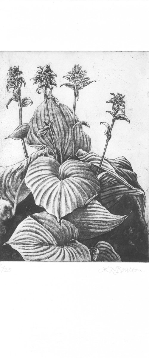 Hostas by Louise Boulton