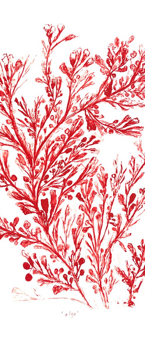 alga by Michelle Hinshelwood