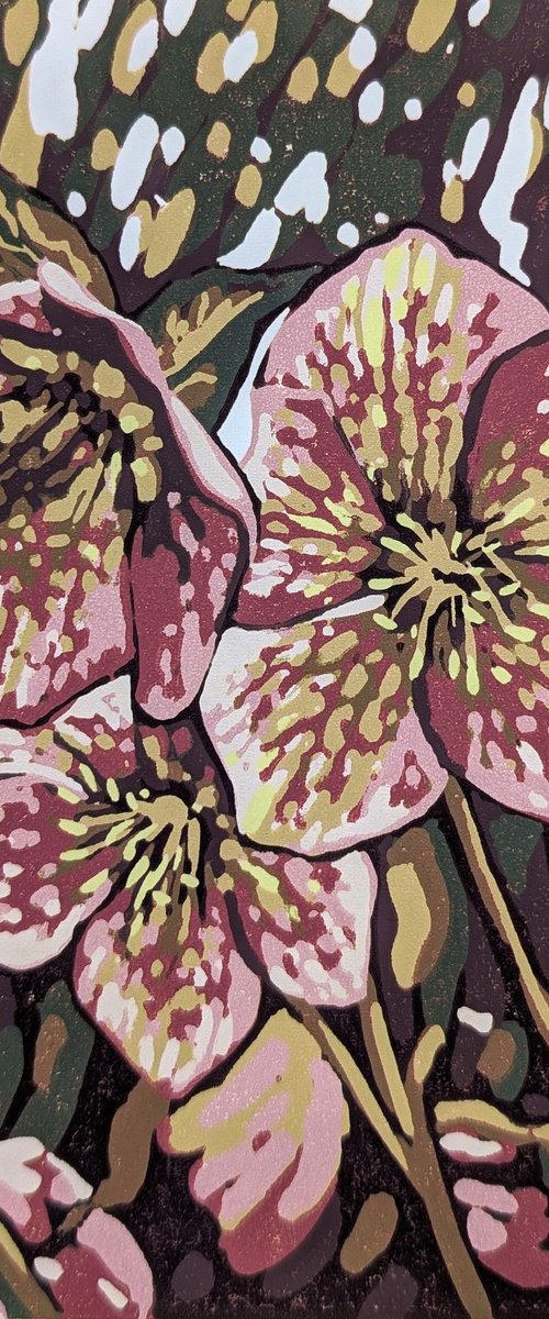 Hellebore Light by Alexandra Buckle