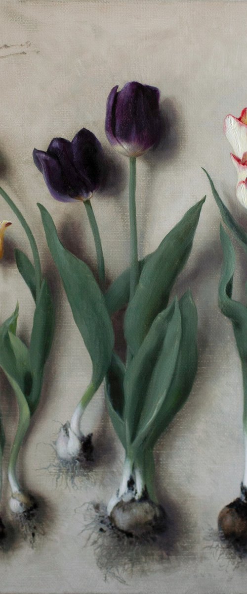 Tulip Bulbs 01 by Davit Davtyan