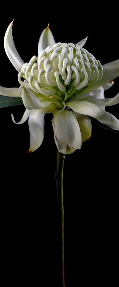 White Waratah by Nadia Culph